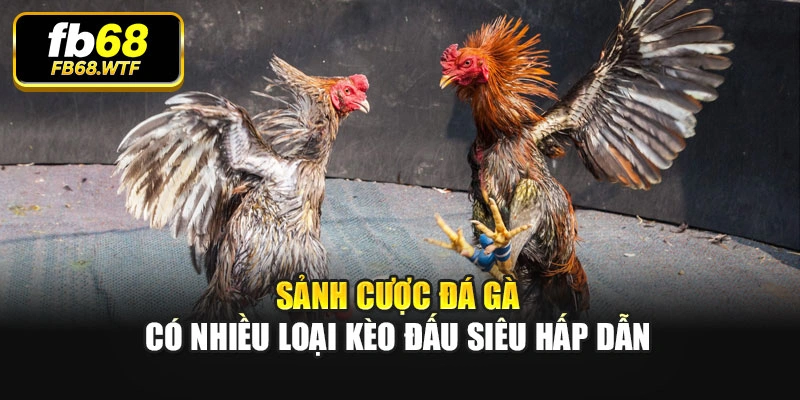 Sảnh cược đá gà có nhiều loại kèo đấu siêu hấp dẫn