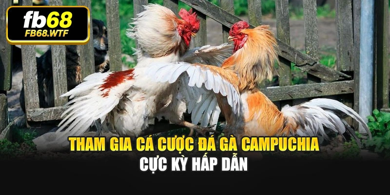 Tham gia cá cược đá gà Campuchia cực kỳ hấp dẫn