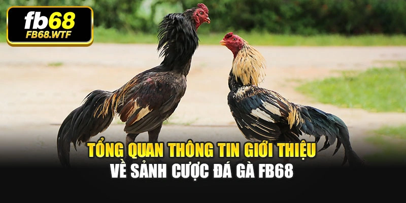 Tổng quan thông tin giới thiệu về sảnh cược đá gà Fb68